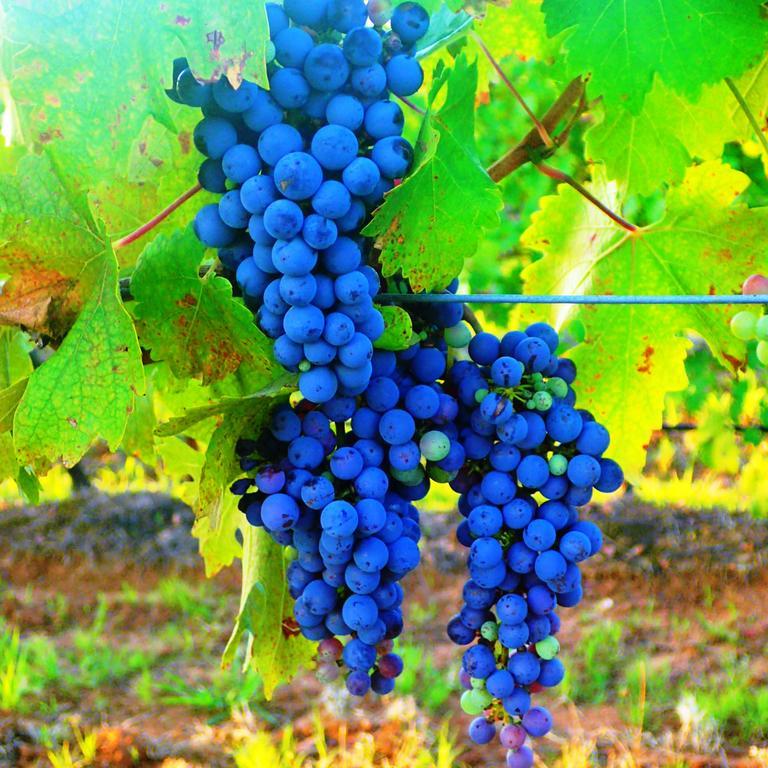 Red Door Collective - Rdc Vineyard Estate, Luxury Adult Only Stay Поколбин Экстерьер фото